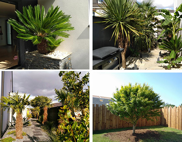 Catalogue plantes palmiers