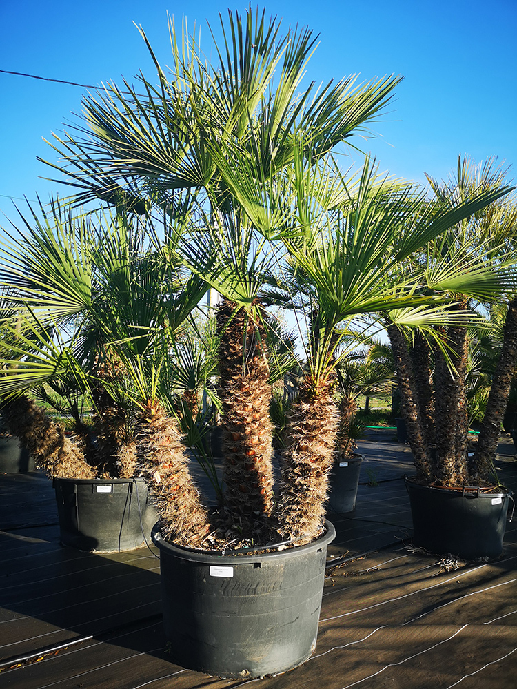 Chamaerops humilis 12