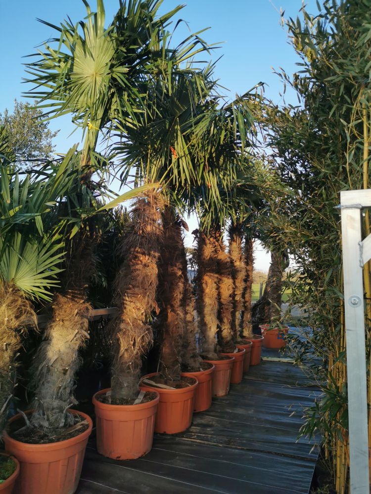 Trachycarpus fortunei 175