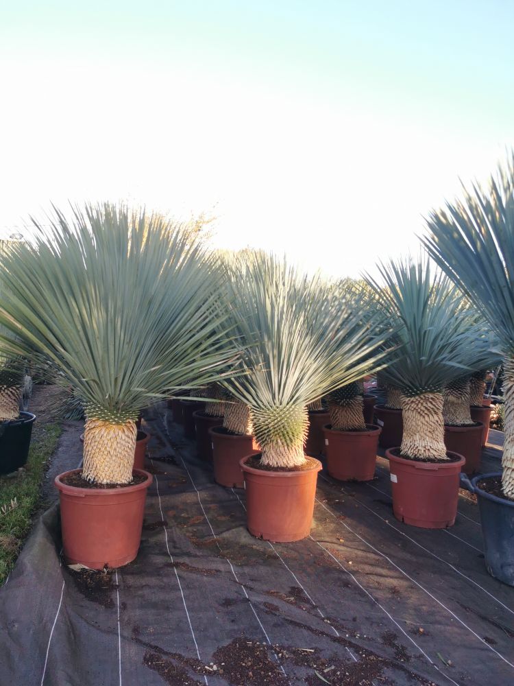 Yucca rostrata 202
