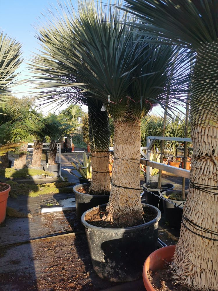 Yucca rostrata 204