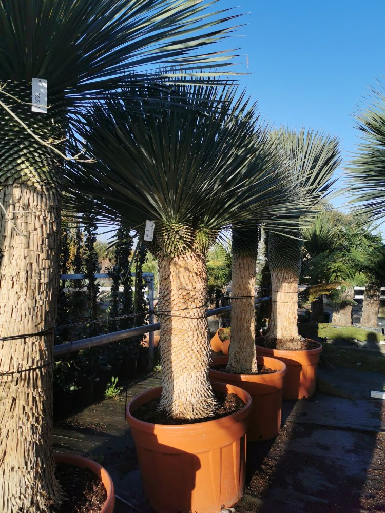 Yucca rostrata 205