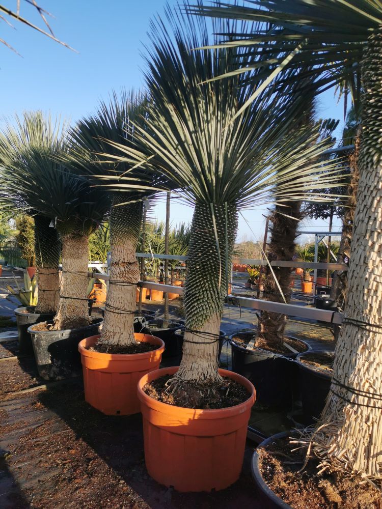 Yucca rostrata 206