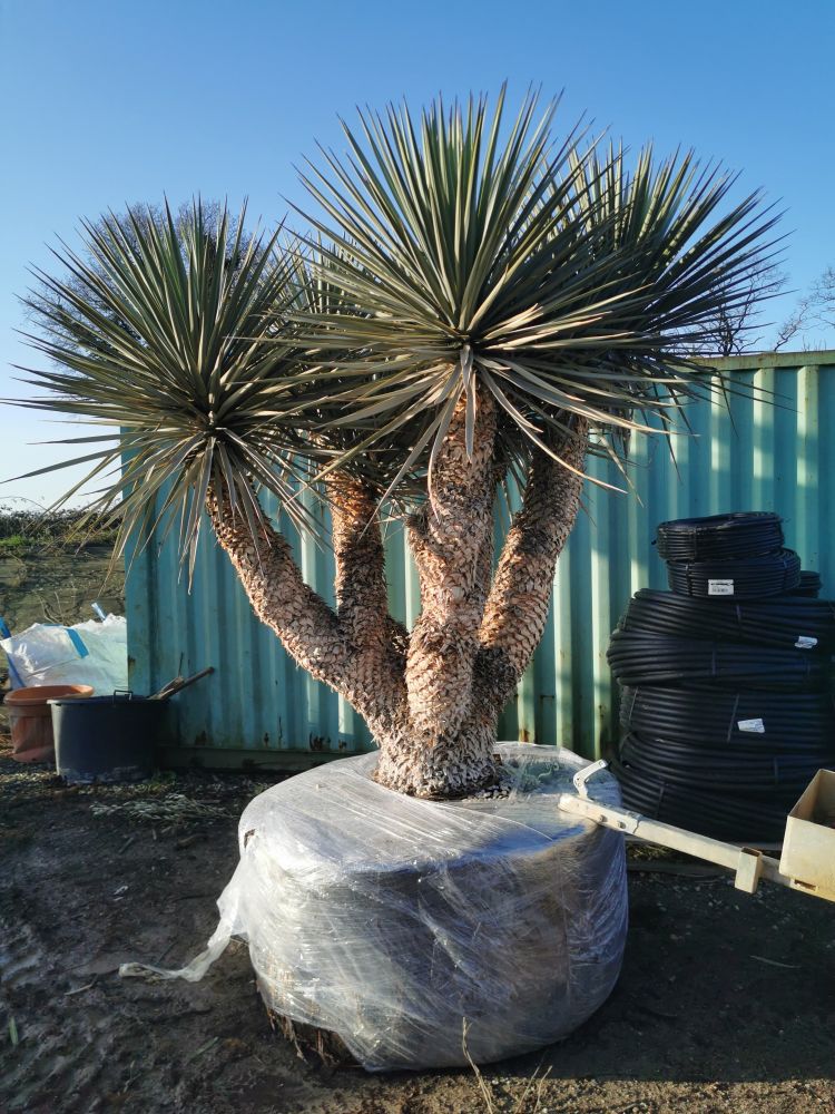 Yucca rostrata 207