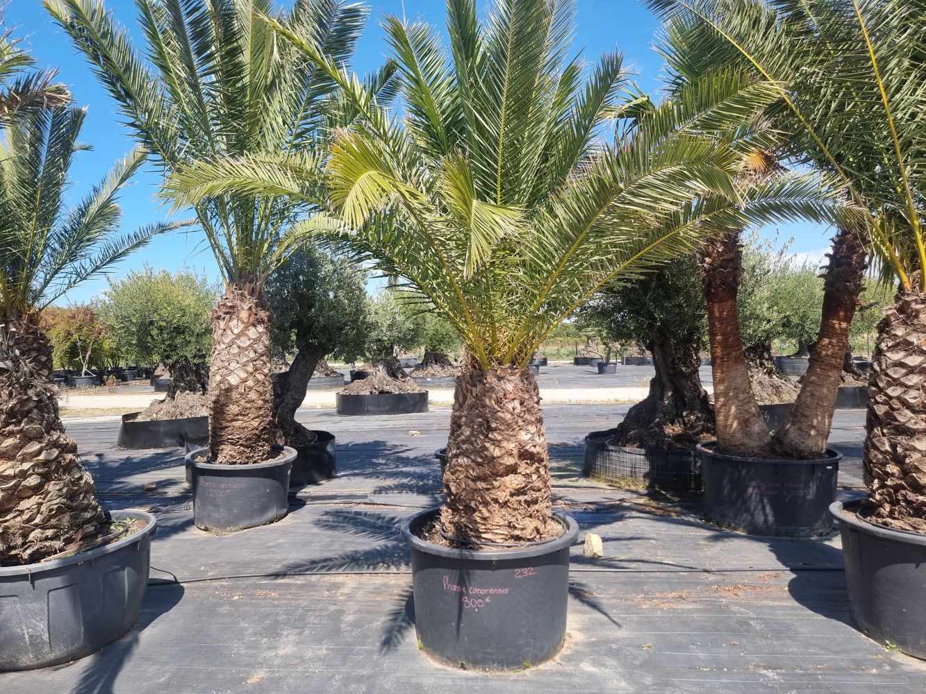 Phoenix canariensis 232