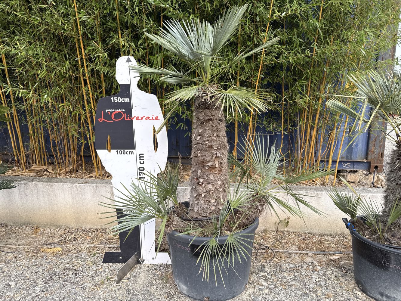 Chamaerops (humilis, cerifera, vulcano) 254