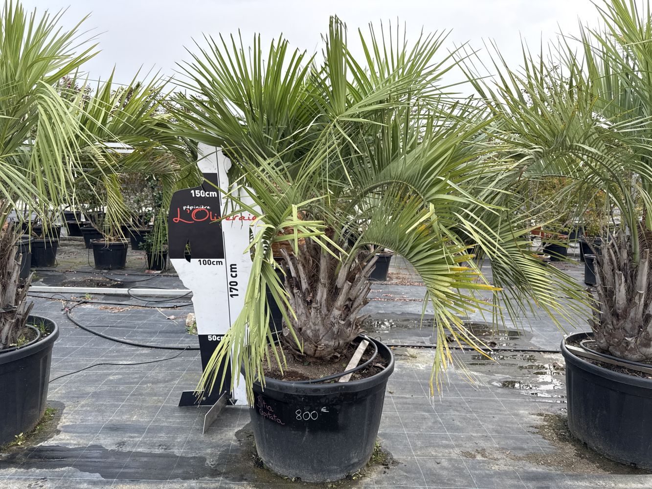 Butia (divers) 257