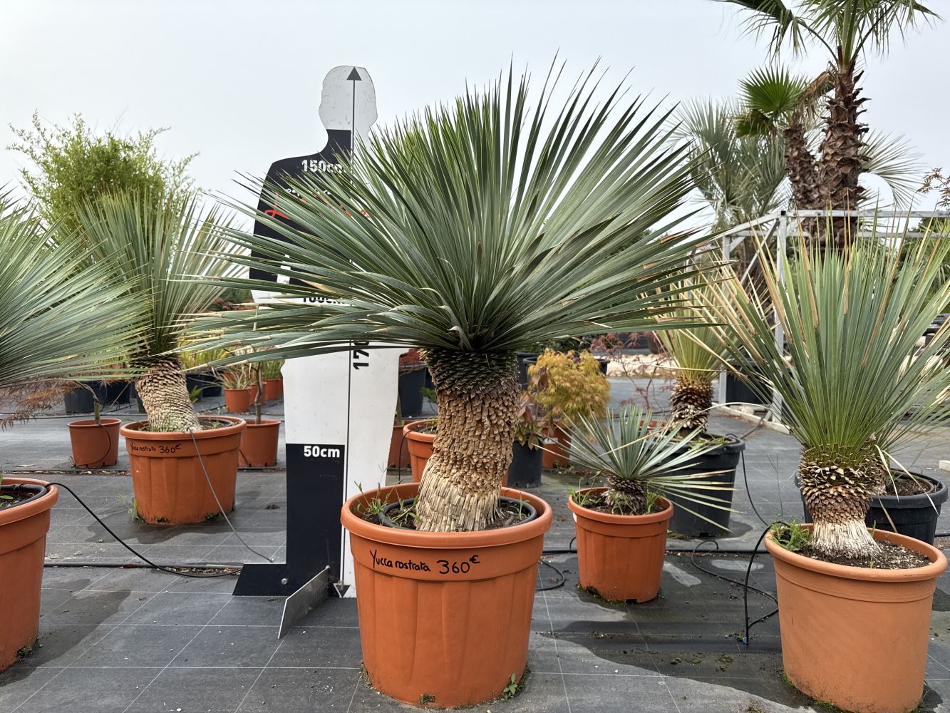Yucca rostrata 266