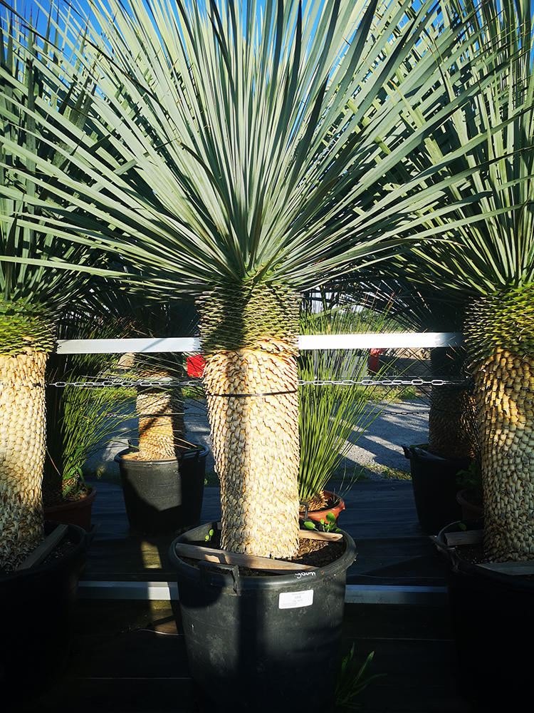 Yucca rostrata 31