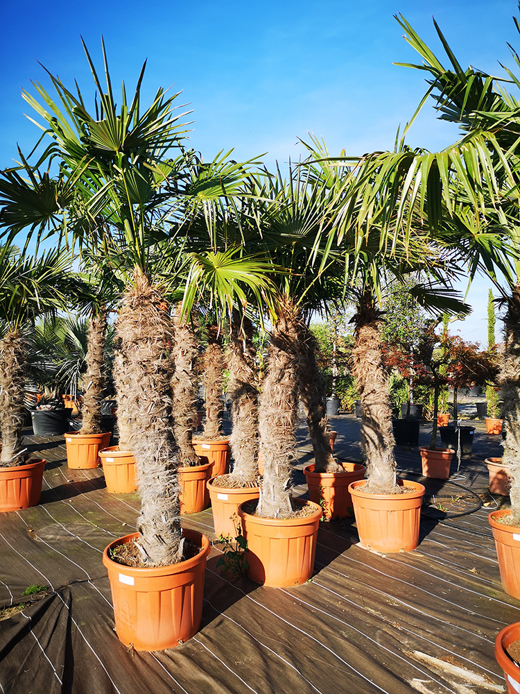 Trachycarpus fortunei 50