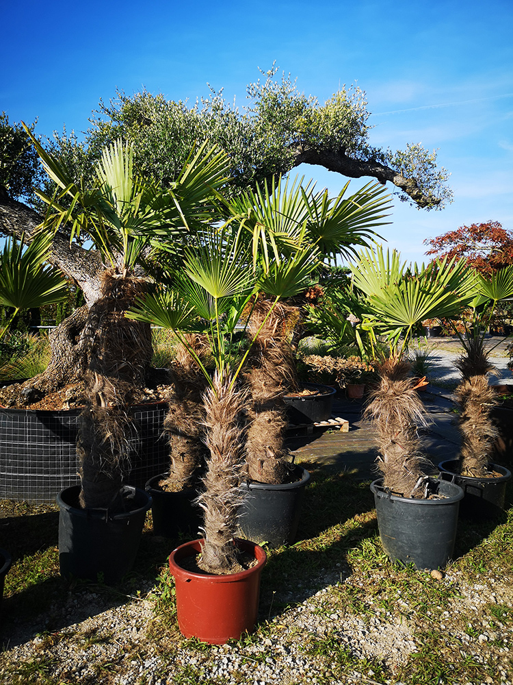 Trachycarpus wagnernanus 52