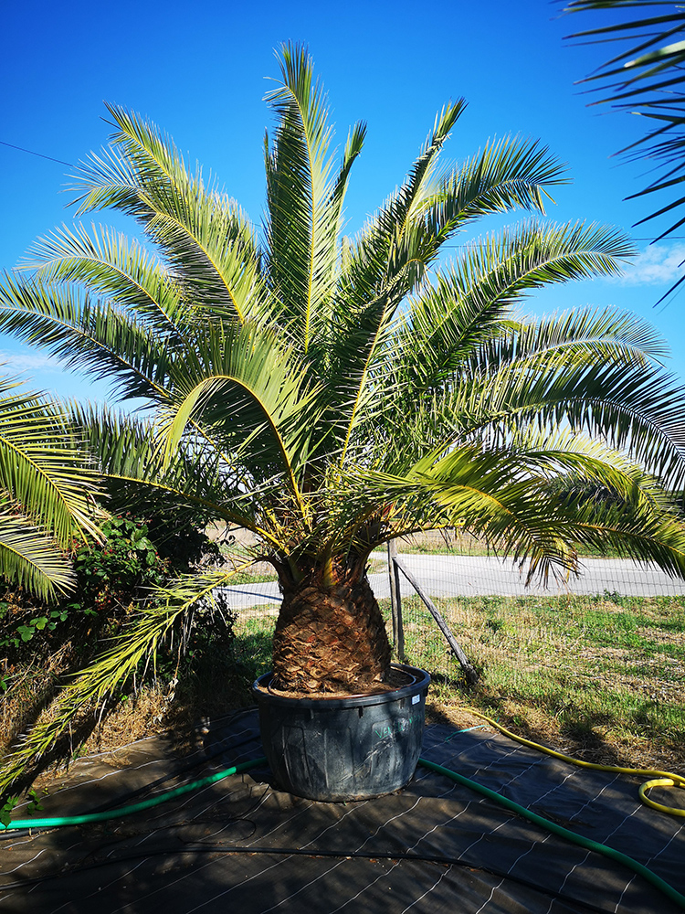 Phoenix canariensis 70