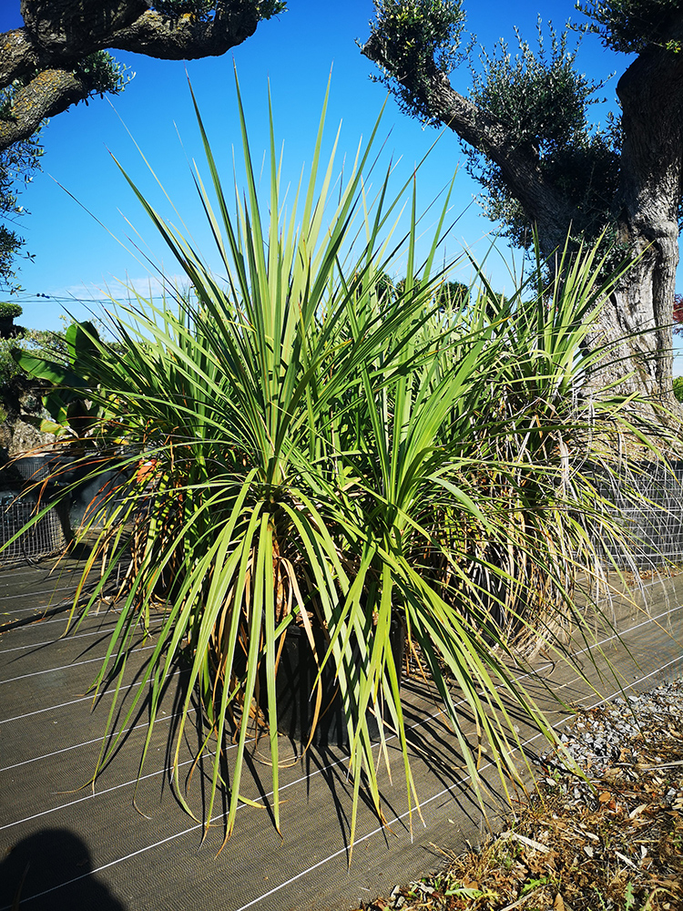 Cordyline 73